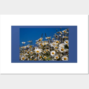 Blue sky and daisies Posters and Art